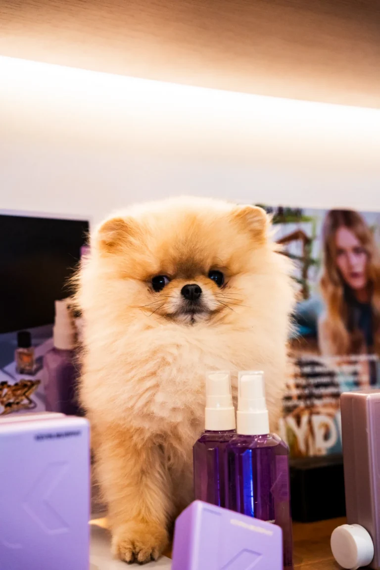 Louis, de salonhond van Salon TOF